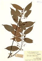 藏品(黑星櫻(墨點櫻桃))的圖片